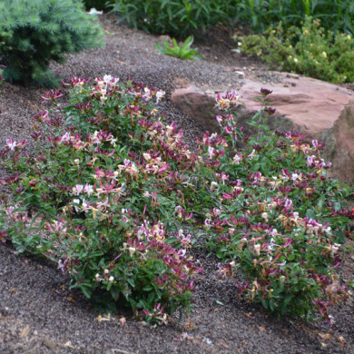 Lonicera periclymenum Chic & Choc® 'inov 205'