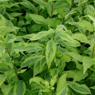 Forsythia x intermedia 'Golden Times'