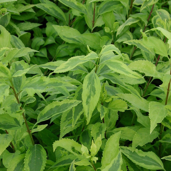 Forsythia x intermedia 'Golden Times'