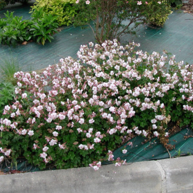Geranium endressii 'Wargrave pink'