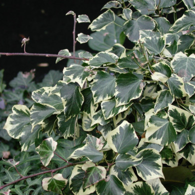 Hedera algeriensis 'Gloire de Marengo'
