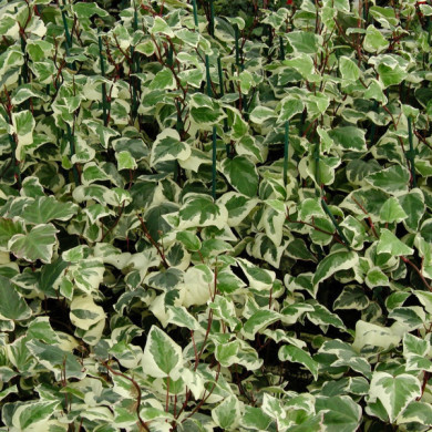 Hedera algeriensis 'Gloire de Marengo'