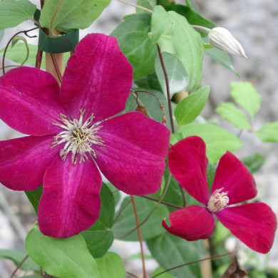 Clematis 'Rouge Cardinal'