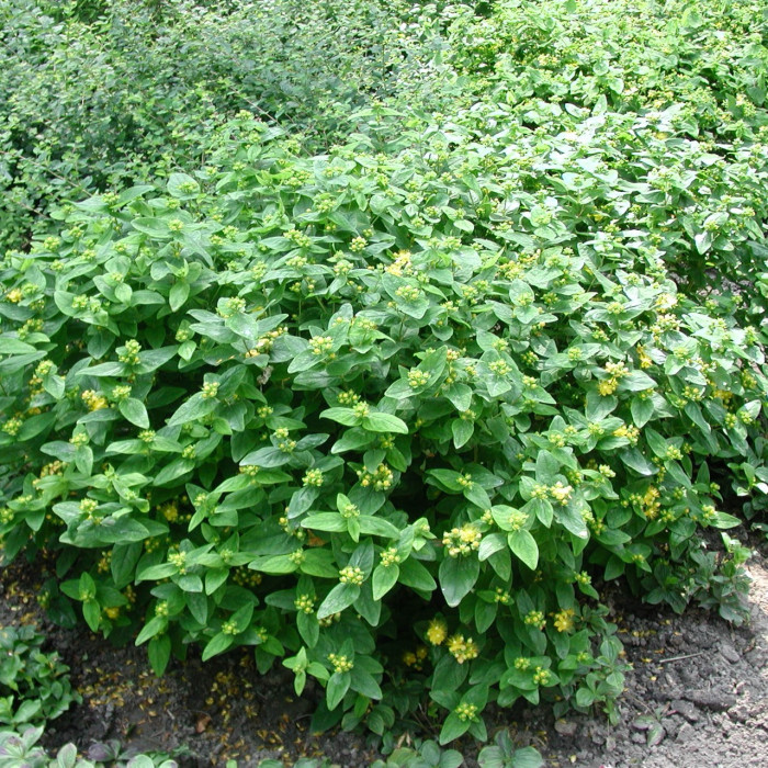 Hypericum x inodorum MAGICAL® BEAUTY 'kolmbeau' c.o.v.