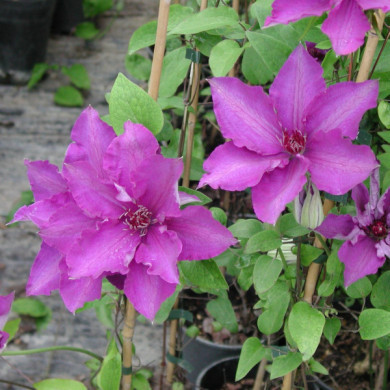 Clematis 'The President'