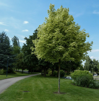 Acer platanoides 'Drummondii'