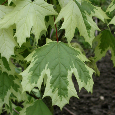 Acer platanoides 'Drummondii'