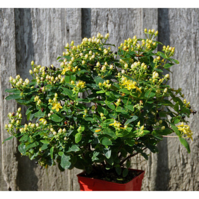 Hypericum x inodorum MAGICAL® SUNSHINE 'kolmasun' c.o.v.
