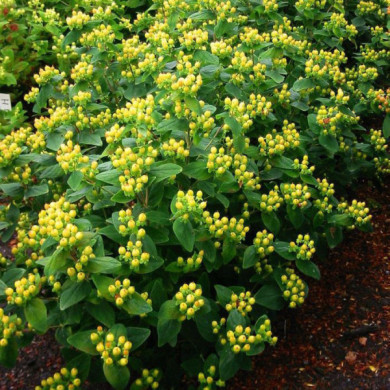 Hypericum x inodorum MAGICAL® SUNSHINE 'kolmasun' c.o.v.