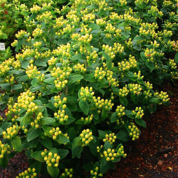 Hypericum x inodorum MAGICAL® SUNSHINE 'kolmasun' c.o.v.