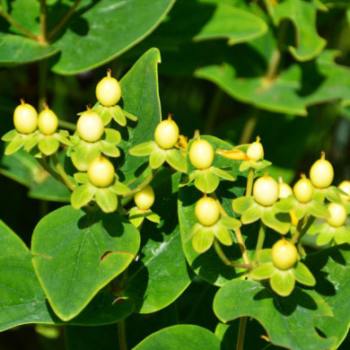 Hypericum x inodorum MAGICAL® SUNSHINE 'kolmasun' c.o.v.