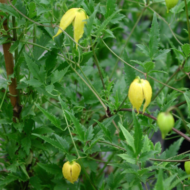 Clematis tangutica