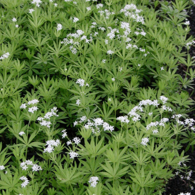 Galium odoratum