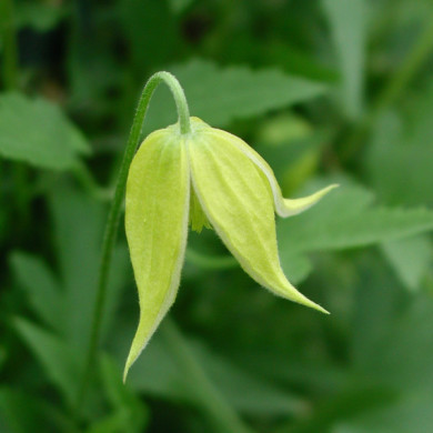 Clematis tangutica