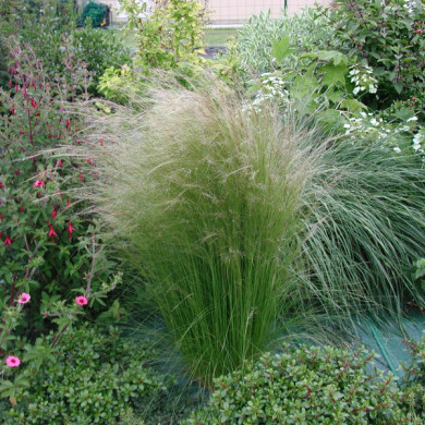 Stipa tenuifolia