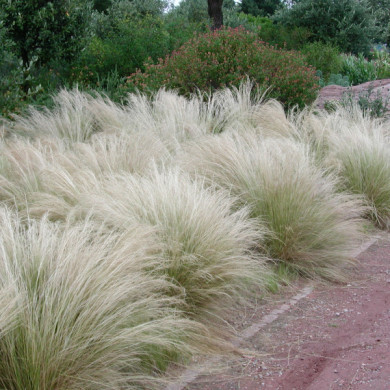 Stipa tenuifolia