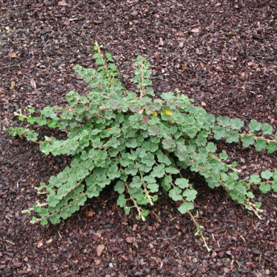 Rubus 'Betty Ashburner'