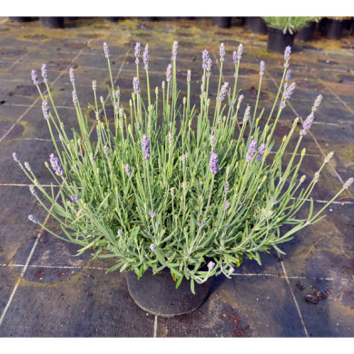 Lavandula angustifolia 'Hidcote'