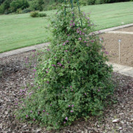 Clematis viticella