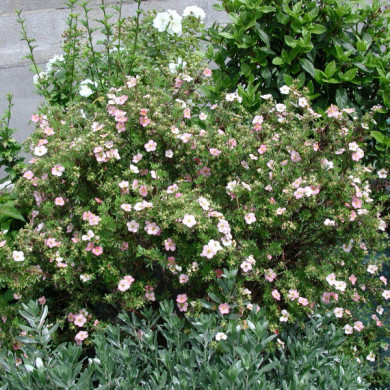 Potentilla fruticosa Lovely Pink® 'Pink Beauty'