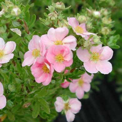 Potentilla fruticosa Lovely Pink® 'Pink Beauty'