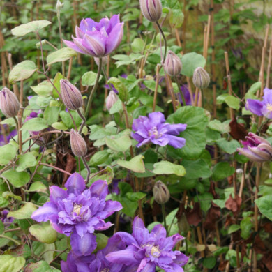 Clematis 'Vyvyan Pennell'