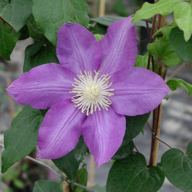 Clematis 'Vyvyan Pennell'