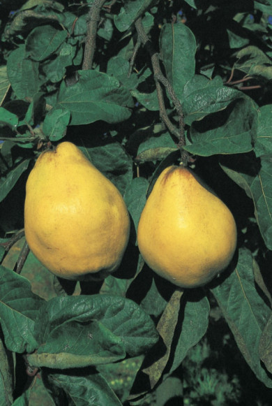 Cognassier 'Champion'