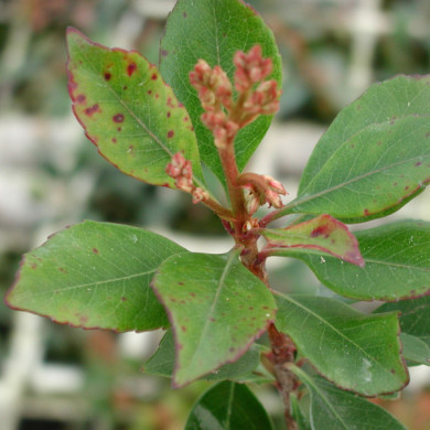 Rhaphiolepis x delacourii 'Coates Crimson'