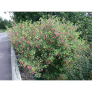Colutea arborescens