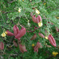 Colutea arborescens