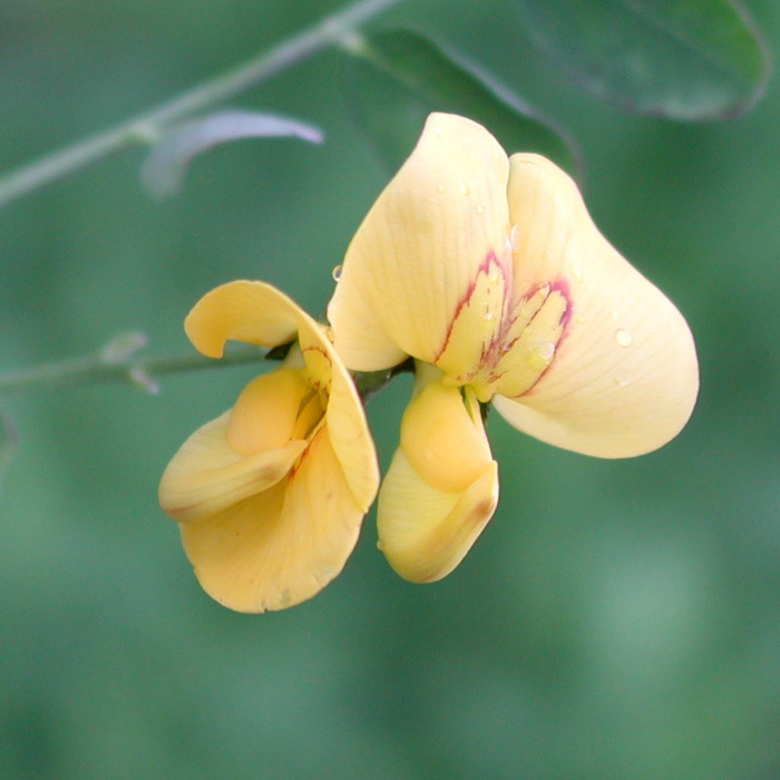 Colutea arborescens
