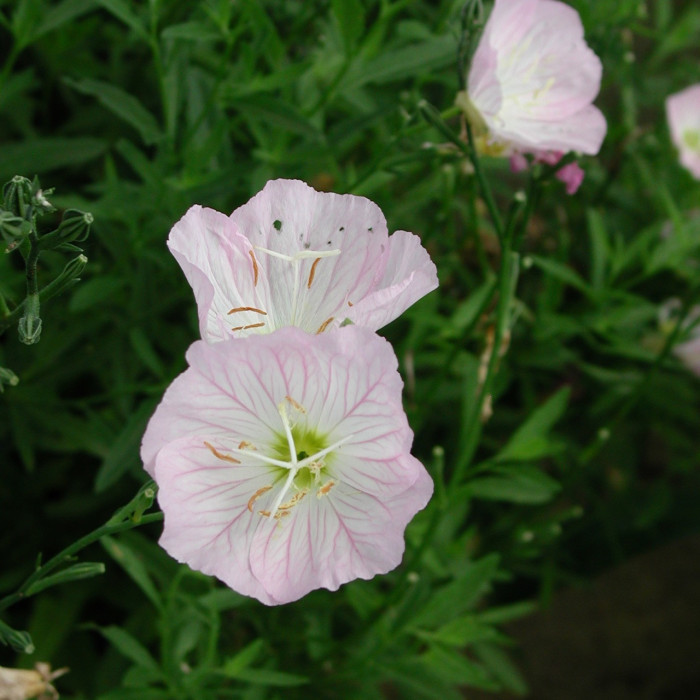 Oenothera speciosa 'Siskiyou'