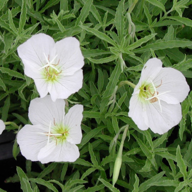 Oenothera speciosa 'Alba'