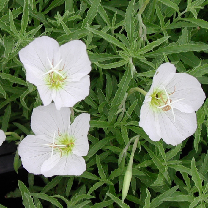 Oenothera speciosa 'Alba'