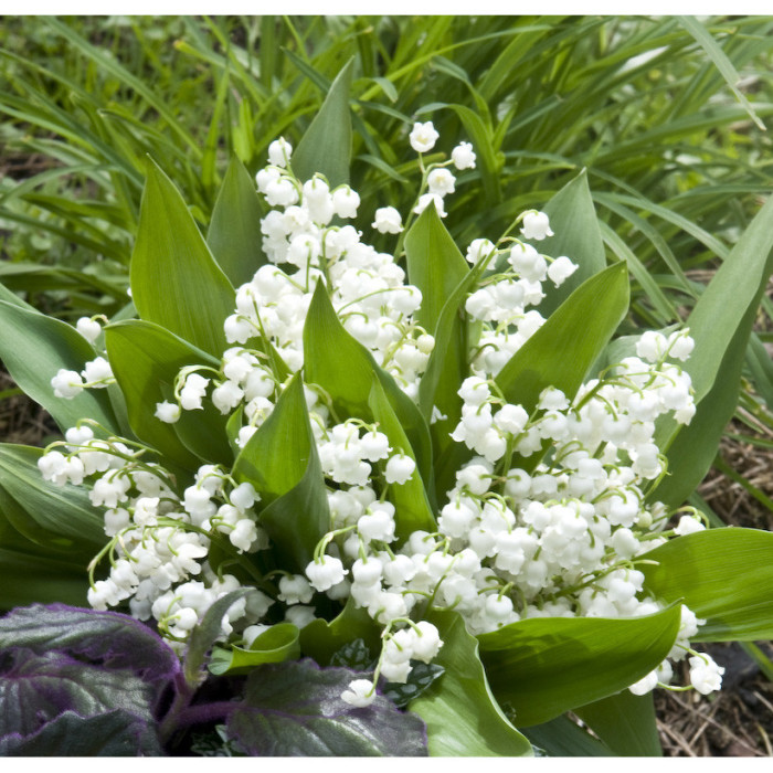 Convalaria majalis