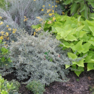 Coprosma x kirkii 'Kirkii Variegata '