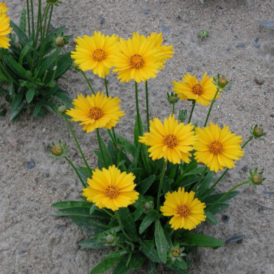 Coreopsis grandiflora 'Sonnenkind'