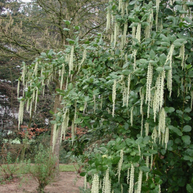 Garrya elliptica