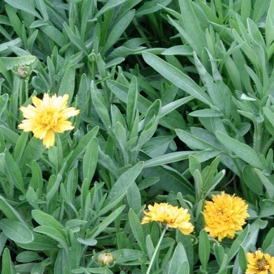 Coreopsis grandiflora 'Sunray'