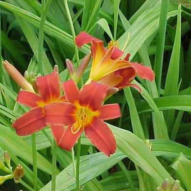 Hemerocallis 'Autumn Red'