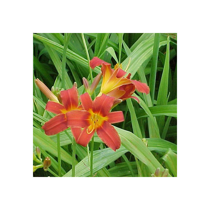 Hemerocallis 'Autumn Red'