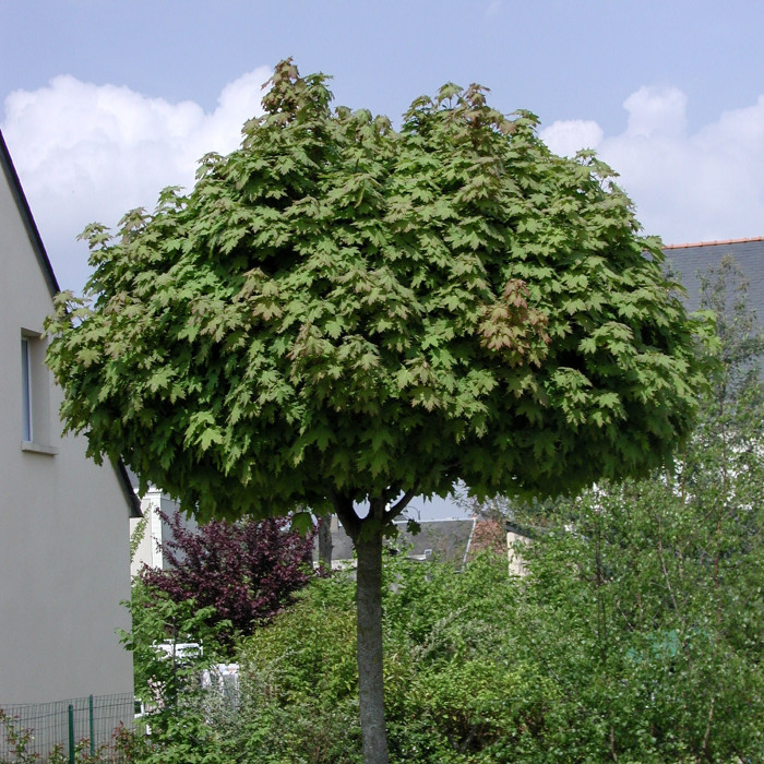 Acer platanoides 'Globosum'