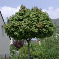 Acer platanoides 'Globosum'