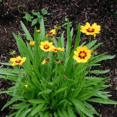 Coreopsis lanceolata 'Rotkehlchen'
