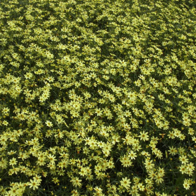 Coreopsis verticillata 'Moonbeam'