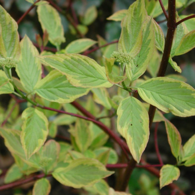 Cornus alba 'Aurea'