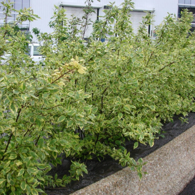 Cornus alba 'Gouchaultii '