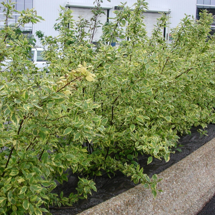 Cornus alba 'Gouchaultii '