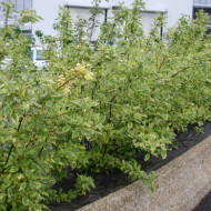 Cornus alba 'Gouchaultii '